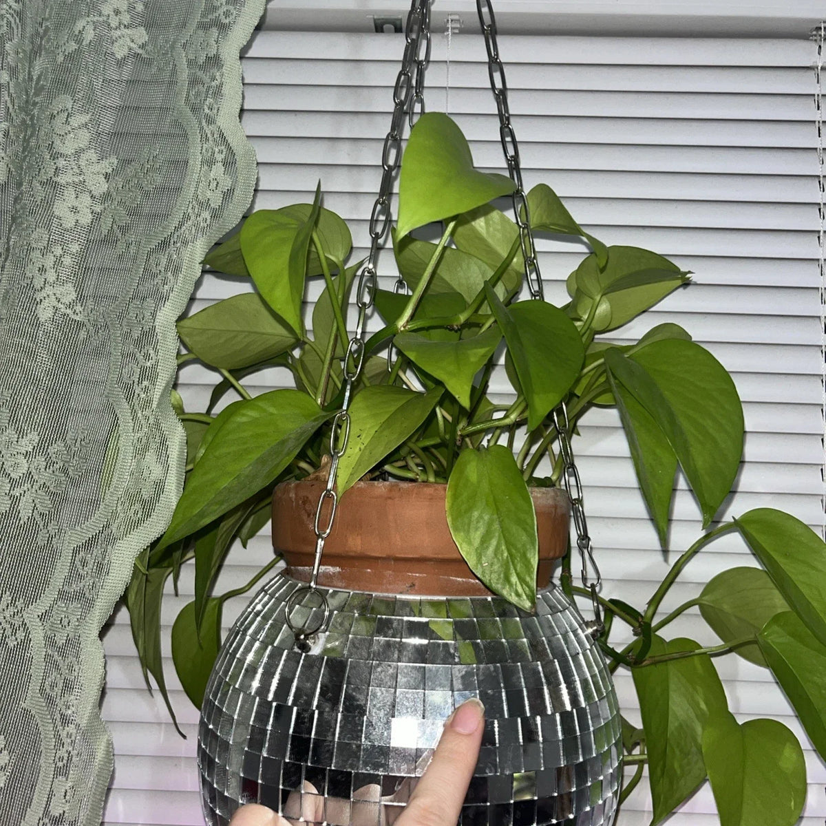 Neon Pothos Cuttings - 3 Pack, Epipremnum aureum, Bright Green Indoor Plant Propagation, Vivid Lime-Green Houseplant