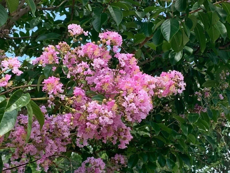 Splash of Pink Cape Myrtle Seeds – Lagerstroemia indica Perennial Flower Seeds for Vibrant Pink Blooms