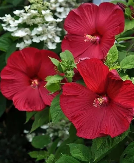 Honeymoon Red Hardy Hibiscus Seeds - Heirloom Dinner Plate Hibiscus moscheutos, 25+ Seeds for Garden, Pollinator Attracting, Tropical Look