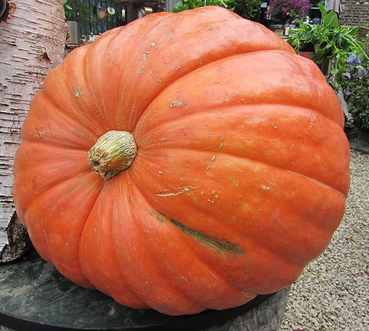 Big Max Pumpkin Seeds – Cucurbita maxima – Grow Giant Pumpkins Up to 100 lbs – Garden, Halloween, Contest Seeds