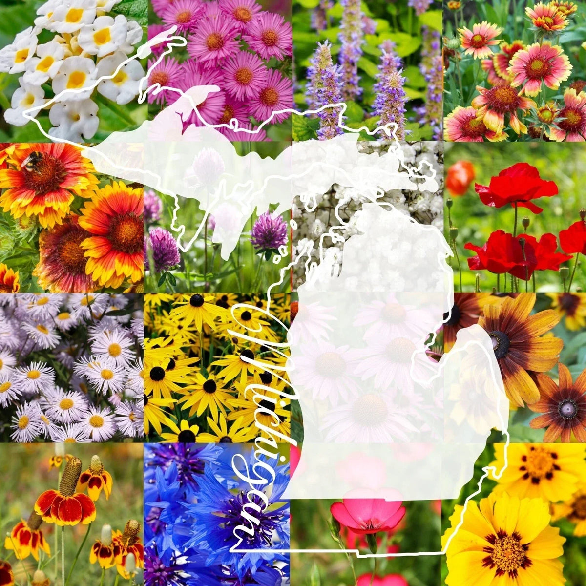Wildflower Seed Mix 1 lb Michigan Native Wildflowers for Garden, Meadow, Attracts Pollinators, Supports Biodiversity