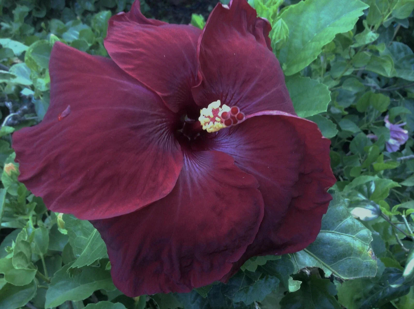 Rare Hibiscus Cuttings - Black Baron - 3 Unrooted Hibiscus rosa-sinensis Stem Cuttings