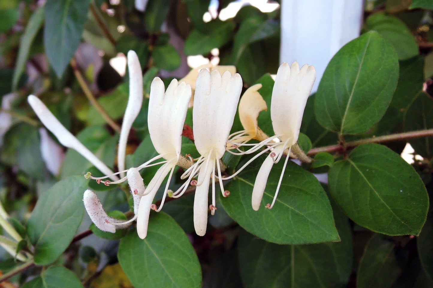 Honeysuckle Cuttings 10 Pack | Lonicera japonica White & Yellow Flowers | Unrooted Vines for Garden