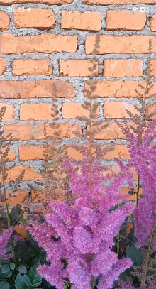 Astilbe Purple Lance Plant - 1pc Bare Root - Shade Garden Summer Flower (Astilbe chinensis)