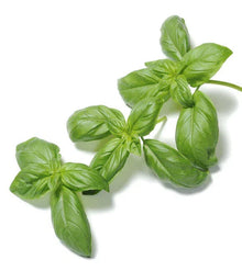 Organic Basil Seeds 500 Count - Super Sweet Ashalim - Ocimum basilicum - Non-GMO, Heirloom Variety for Gardening