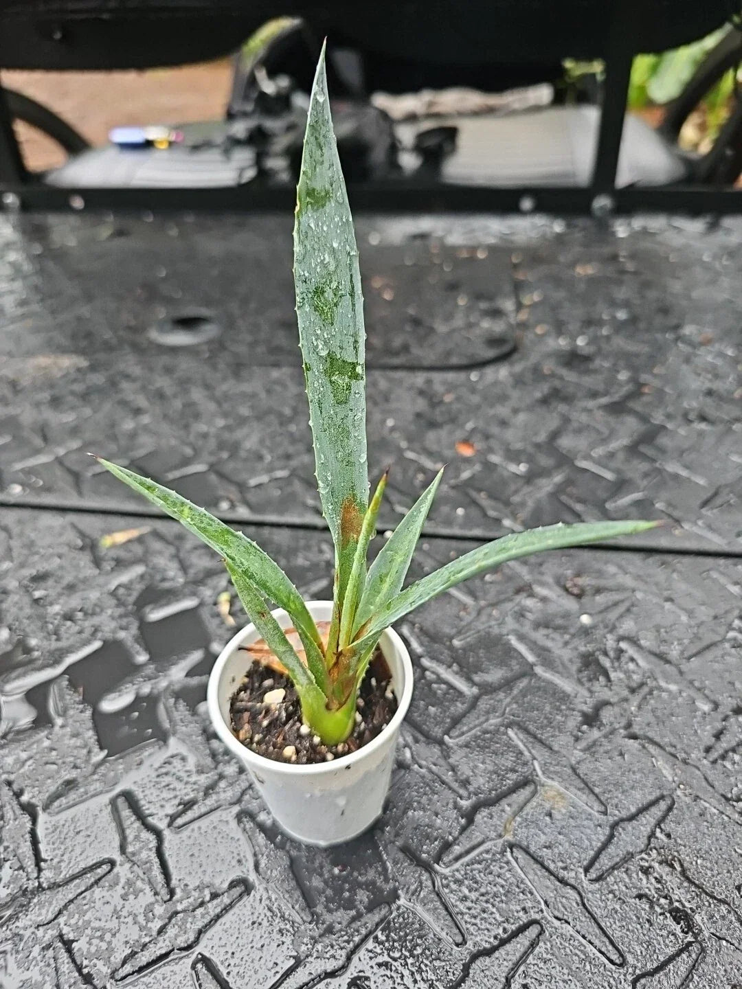 Agave decipiens False Sisal Succulent in 2-Inch Pot, Drought-Tolerant Indoor and Outdoor Plant, Florida Agave, Low Maintenance