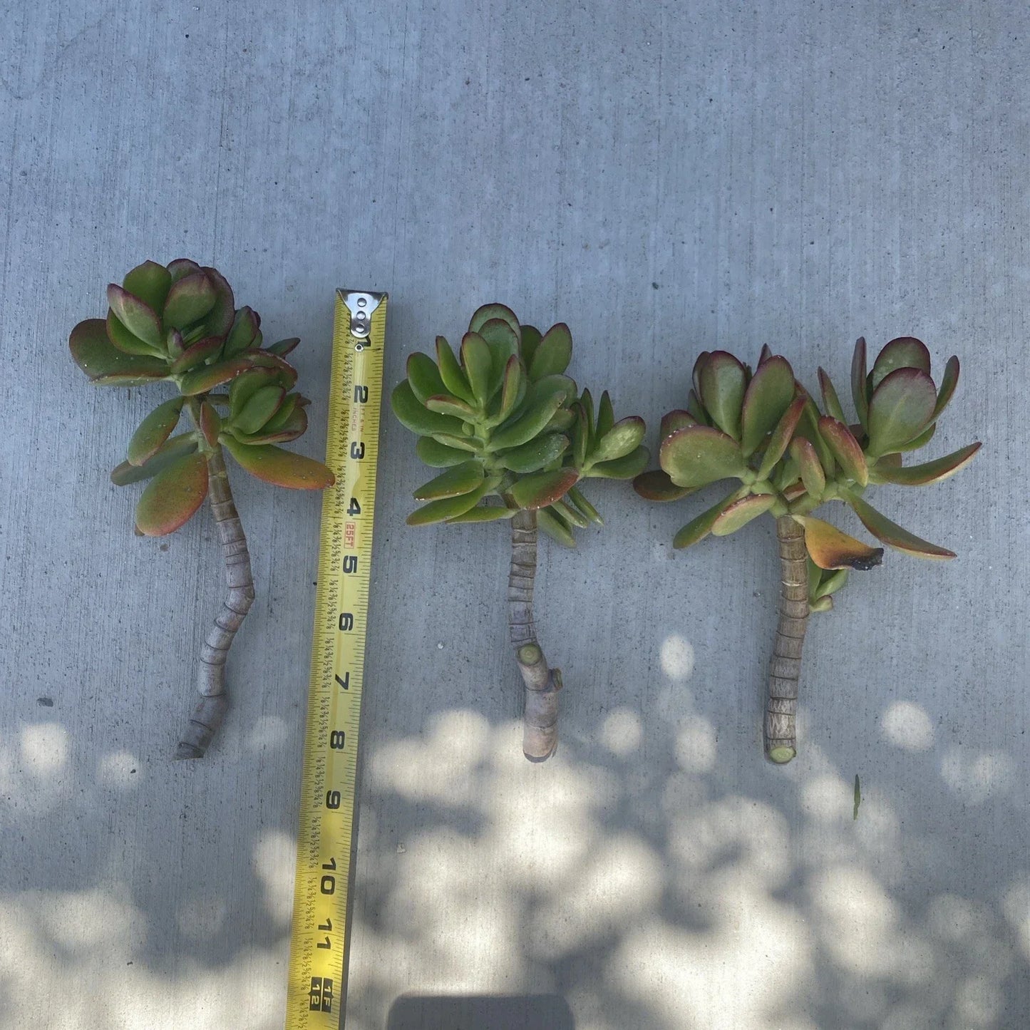 Jade Plant Cutting - Fresh Live Propagation Plant - Crassula ovata - Indoor Succulent for Beginners