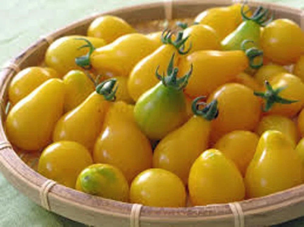 Yellow Pear Tomato Seeds - Heirloom Non-GMO, 500+ Seeds for Home Gardening, Bright Yellow, Pear-Shaped Solanum lycopersicum