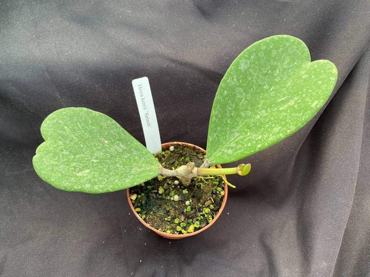 Hoya Kerrii 'Splash' Rooted Plant in 3" Pot | Sweetheart Hoya