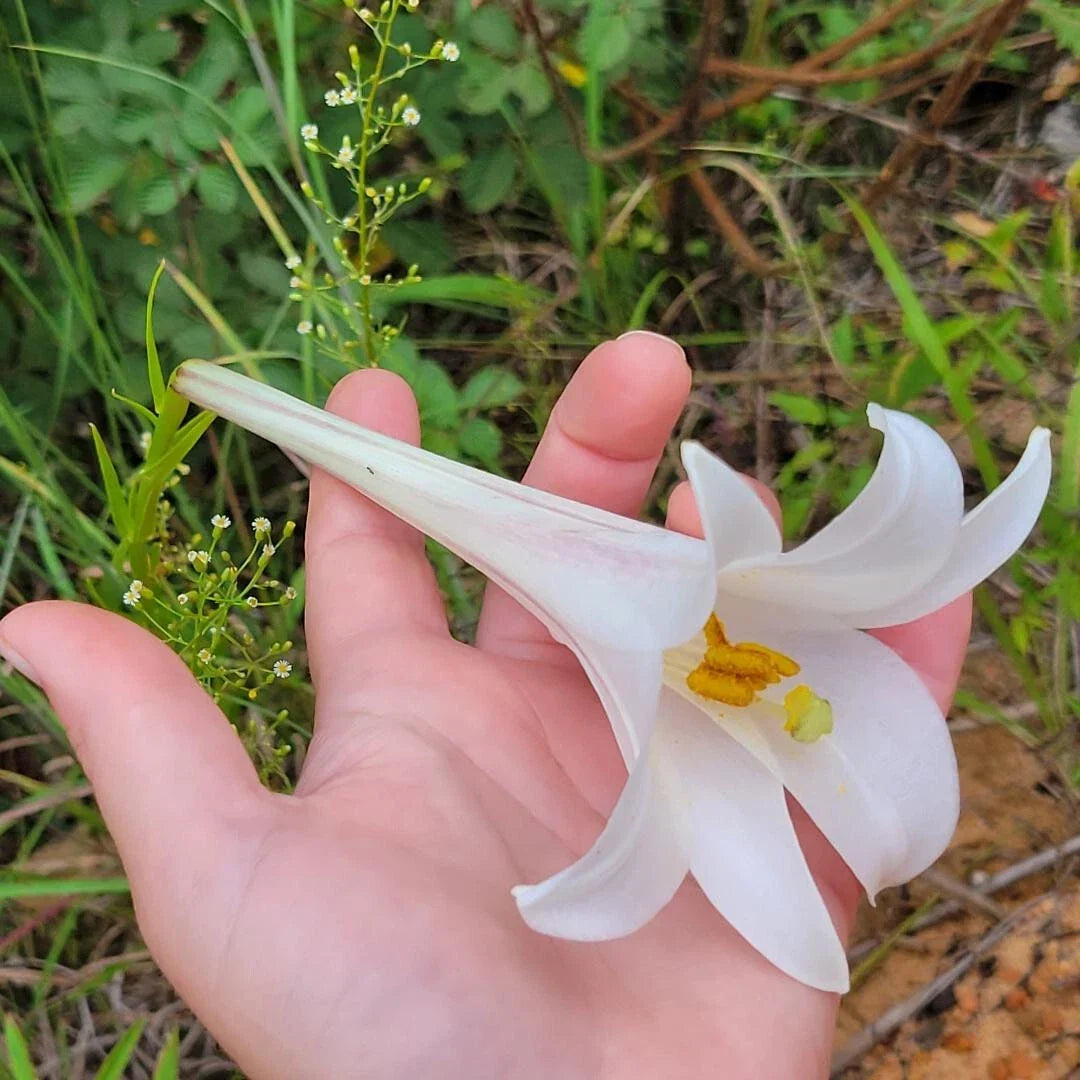 Philippine Lily Seeds 25 Count White Flowers Lilium Philippinese Wildflower for Garden, Landscape & Pollinator Attraction