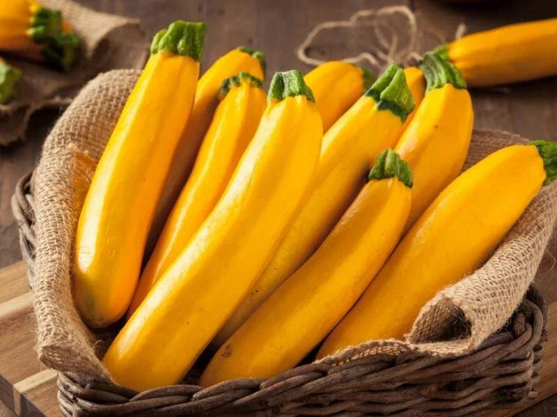 Gourmet Gold Zucchini Squash Seeds - 25+ Heirloom Seeds - Cucurbita pepo - USA