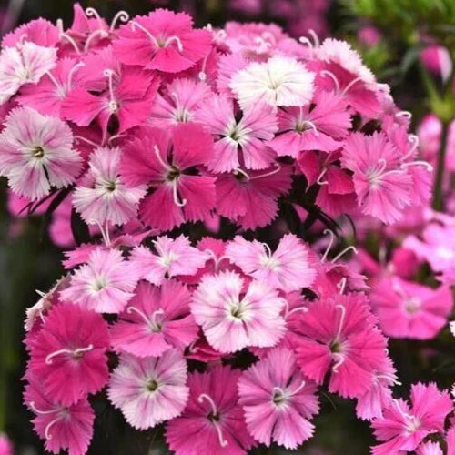 Dianthus 'Sweet Rose Magic' Pelleted Seeds - 15 Count Pink Perennial Garden Plant