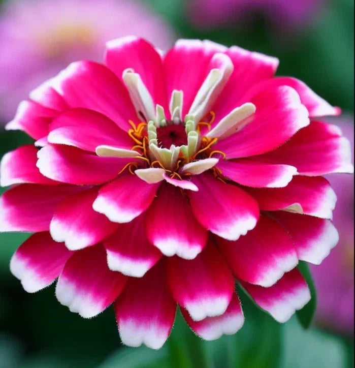 Zinnia Seeds - Bi-Color Pink & White - Attracts Butterflies & Hummingbirds - Zinnia elegans - Non-GMO, Annual Flower Pack
