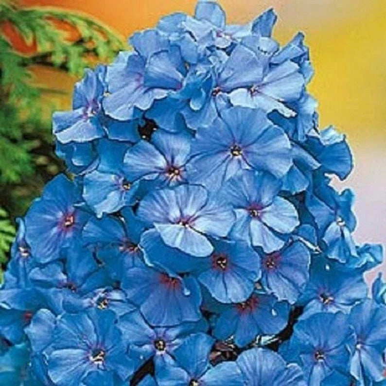 Light Blue Phlox Seeds - 50 Perennial Flowers for Butterfly Garden - Phlox paniculata