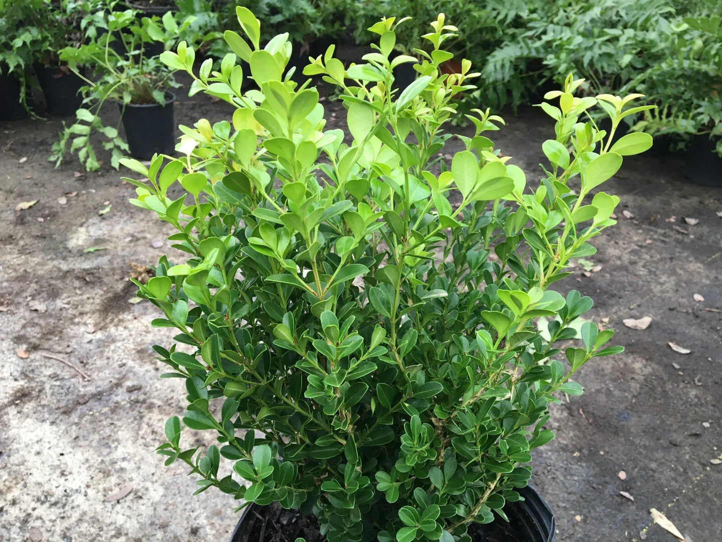 Japanese Boxwood Cuttings Set of 12 Unrooted Bush Hedge Buxus microphylla for Landscaping and Garden Design