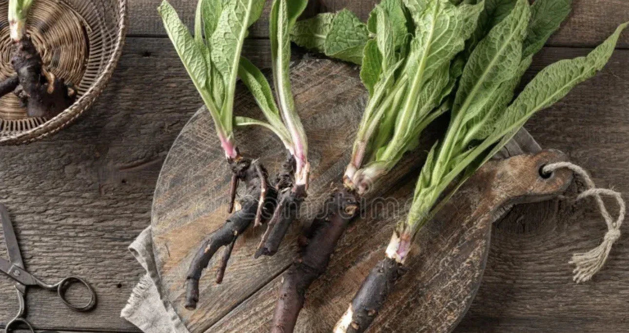 Comfrey Bocking 14 Rooted Crowns (5) - Deer Resistant, Non-Spreading H ...
