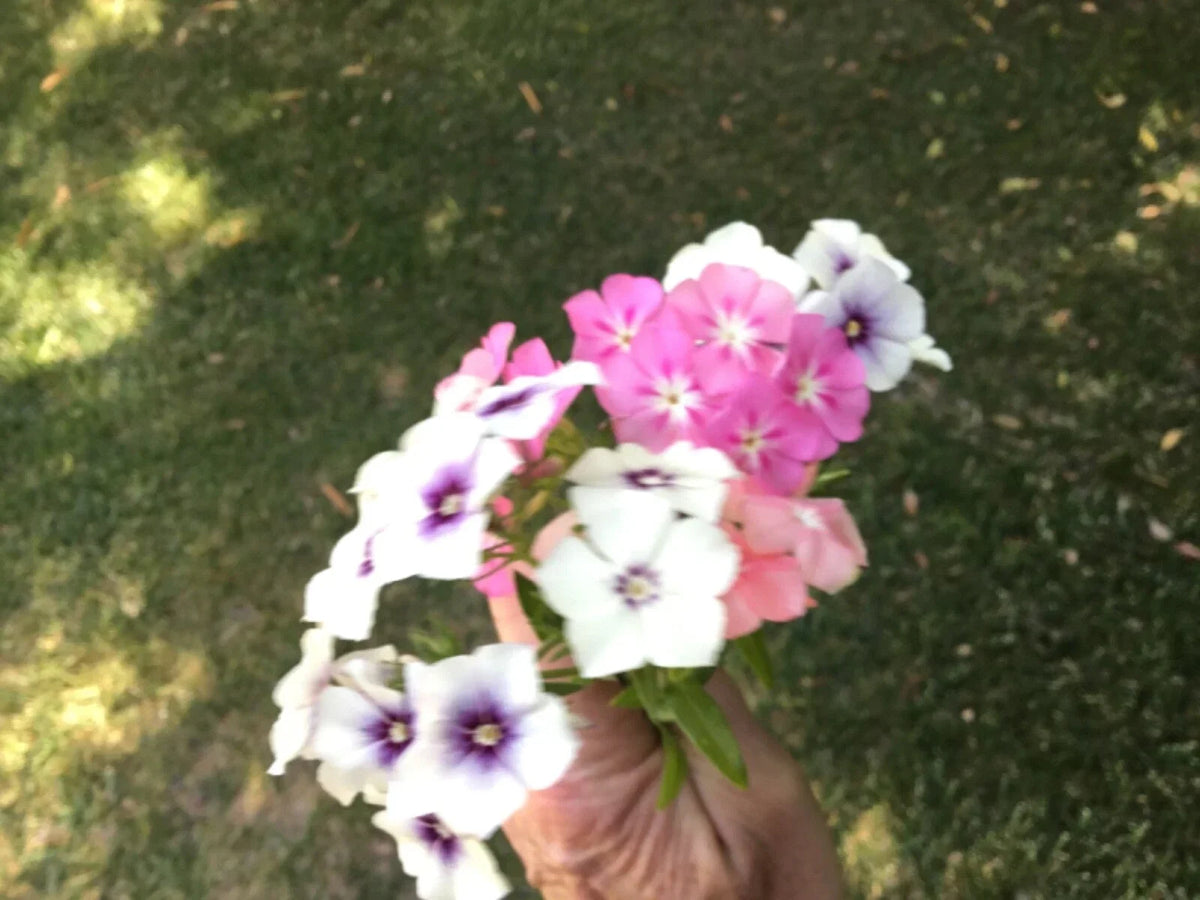 Phlox Long Stem Seeds Pack of 40 for Cutting Garden, Phlox paniculata, Bright Colors & Fragrance
