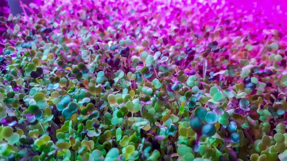 Alfalfa Microgreens Seeds - Non-GMO Medicago sativa for Easy Growing and Healthy Nutrition