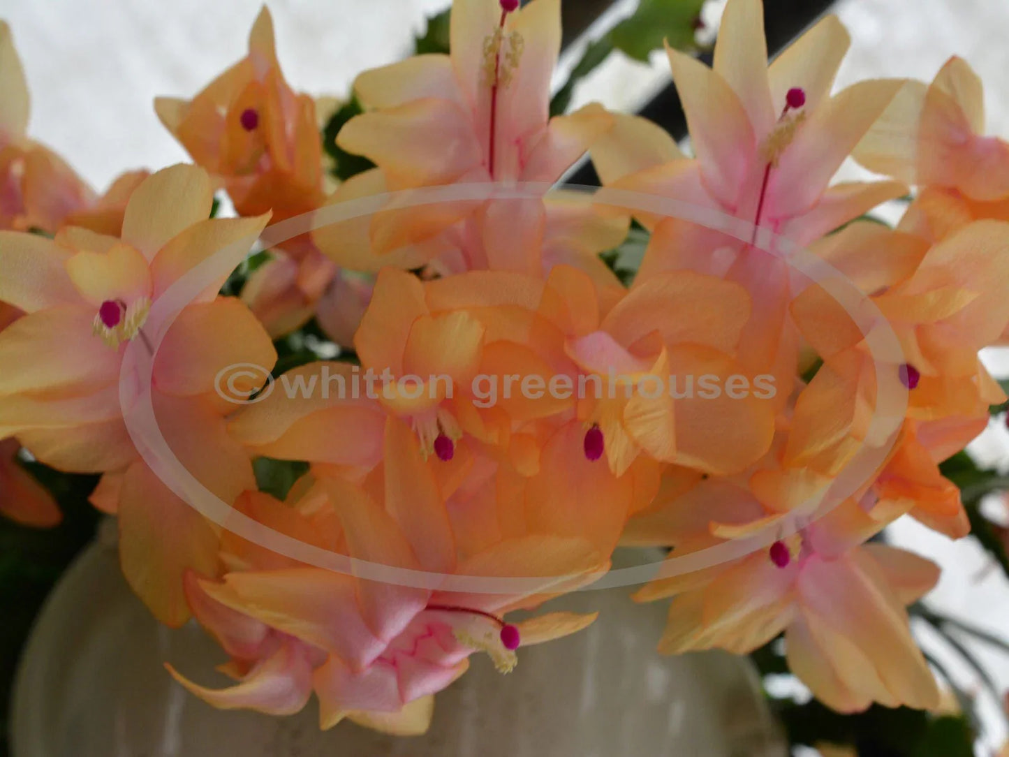 Thanksgiving Cactus Cuttings Schlumbergera Outono Brazil No Roots Holiday Planting