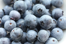 Southern Blueberry Seeds Bulk 1000 Count, Evergreen Shrub, Heat Tolerant, Vaccinium ashei