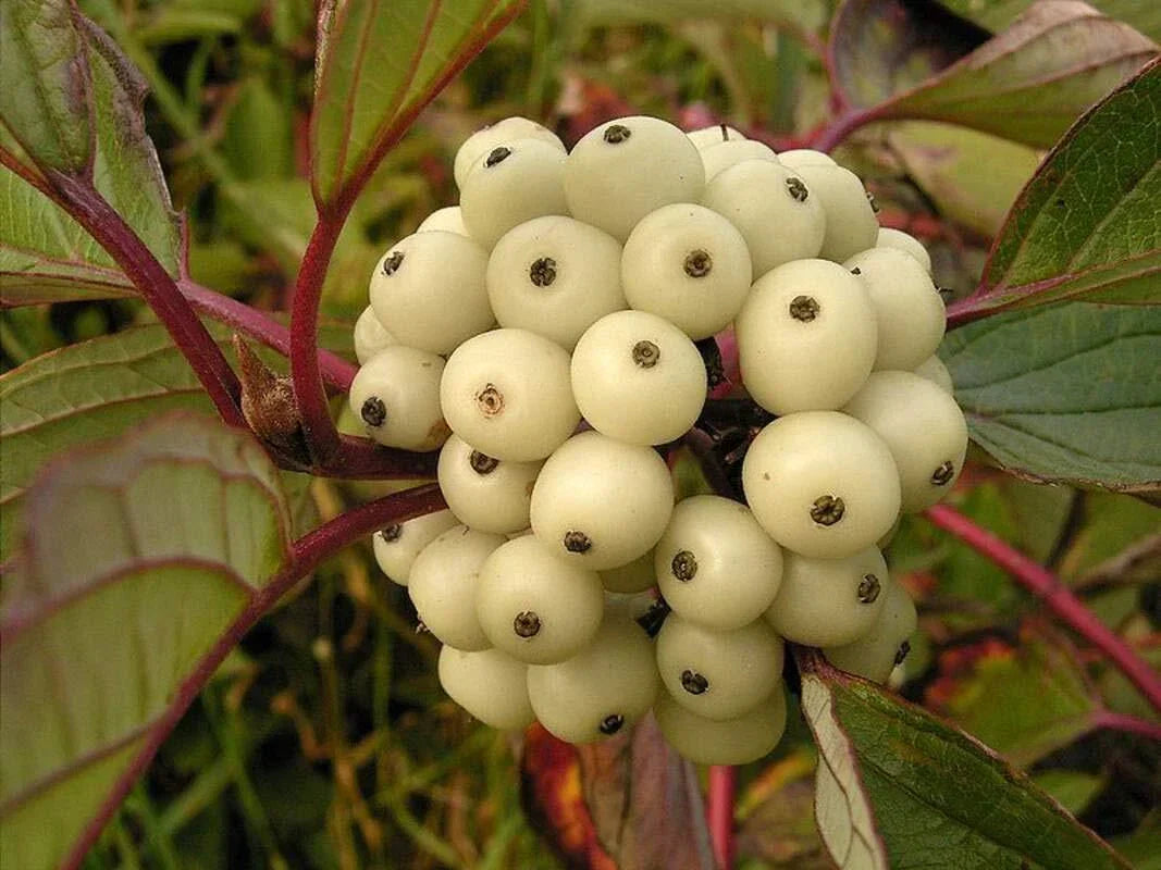 Siberian Dogwood Seeds 50 Count - Cornus alba, Hardy Ornamental Shrub for Garden Planting