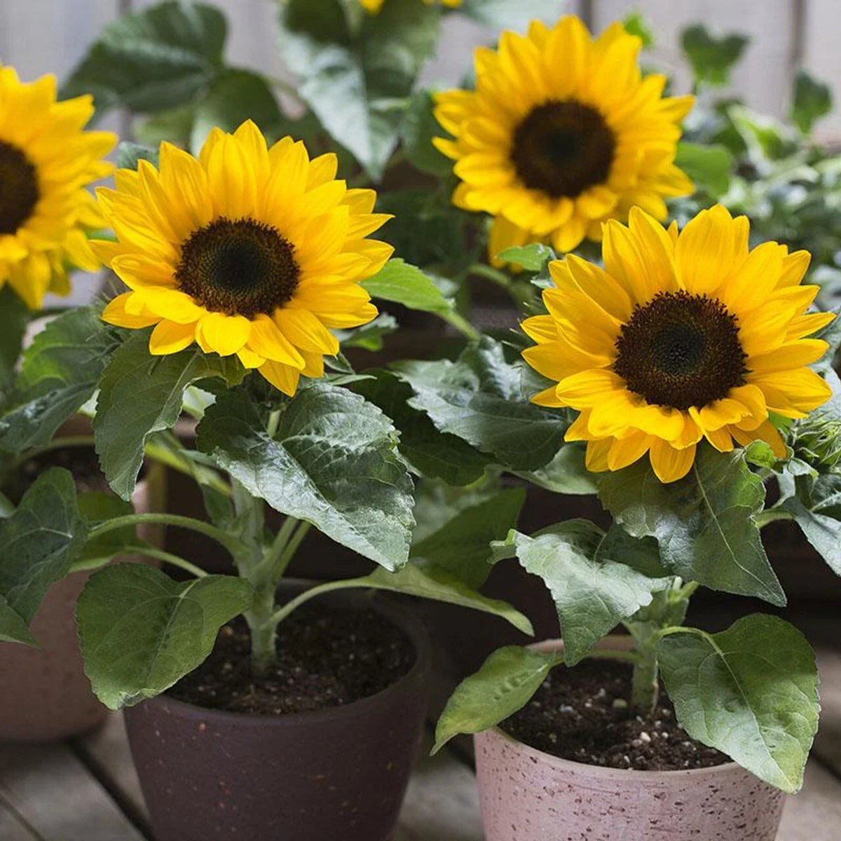 Dwarf Sunflower Seeds - Compact Helianthus annuus for Containers & Gardens, Non-GMO, Yellow Flowers, Free Shipping