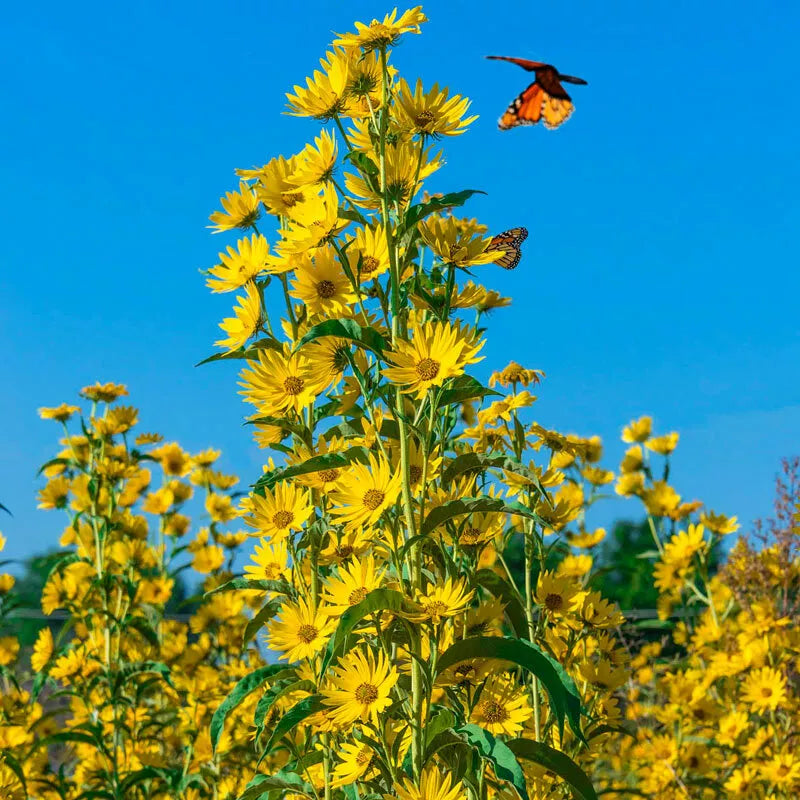 Maximilian Sunflower Seeds – Non-GMO Perennial Flowers for Butterflies & Finches – Helianthus maximiliani, 100 Seeds