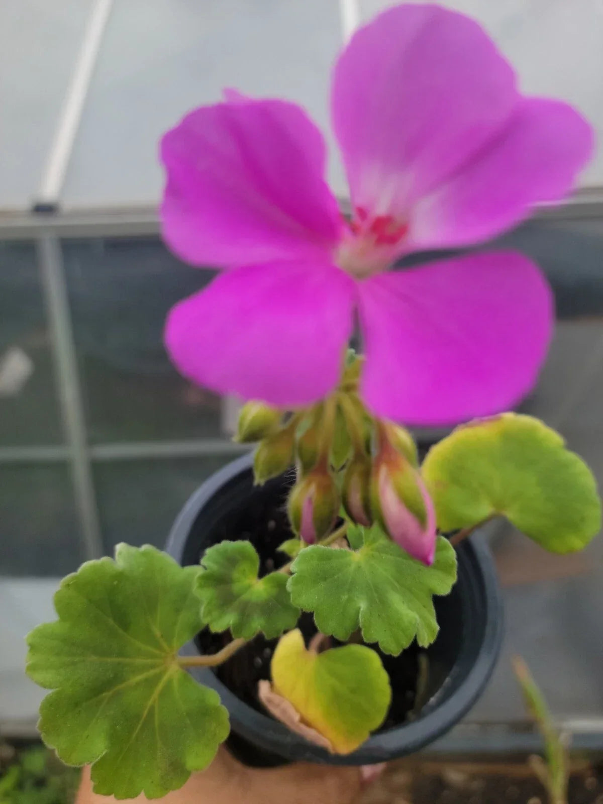 Geranium Plants Plugs 1" Lavender Blue Pelargonium x hortorum for Garden, Patio, Container, Live Plant
