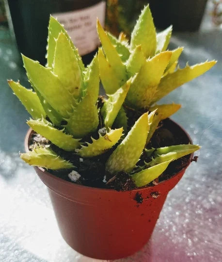 Aloe Juvenna 'Tiger Tooth' Succulent 2-Inch Starter Plant Indoor Green Foliage Easy Care
