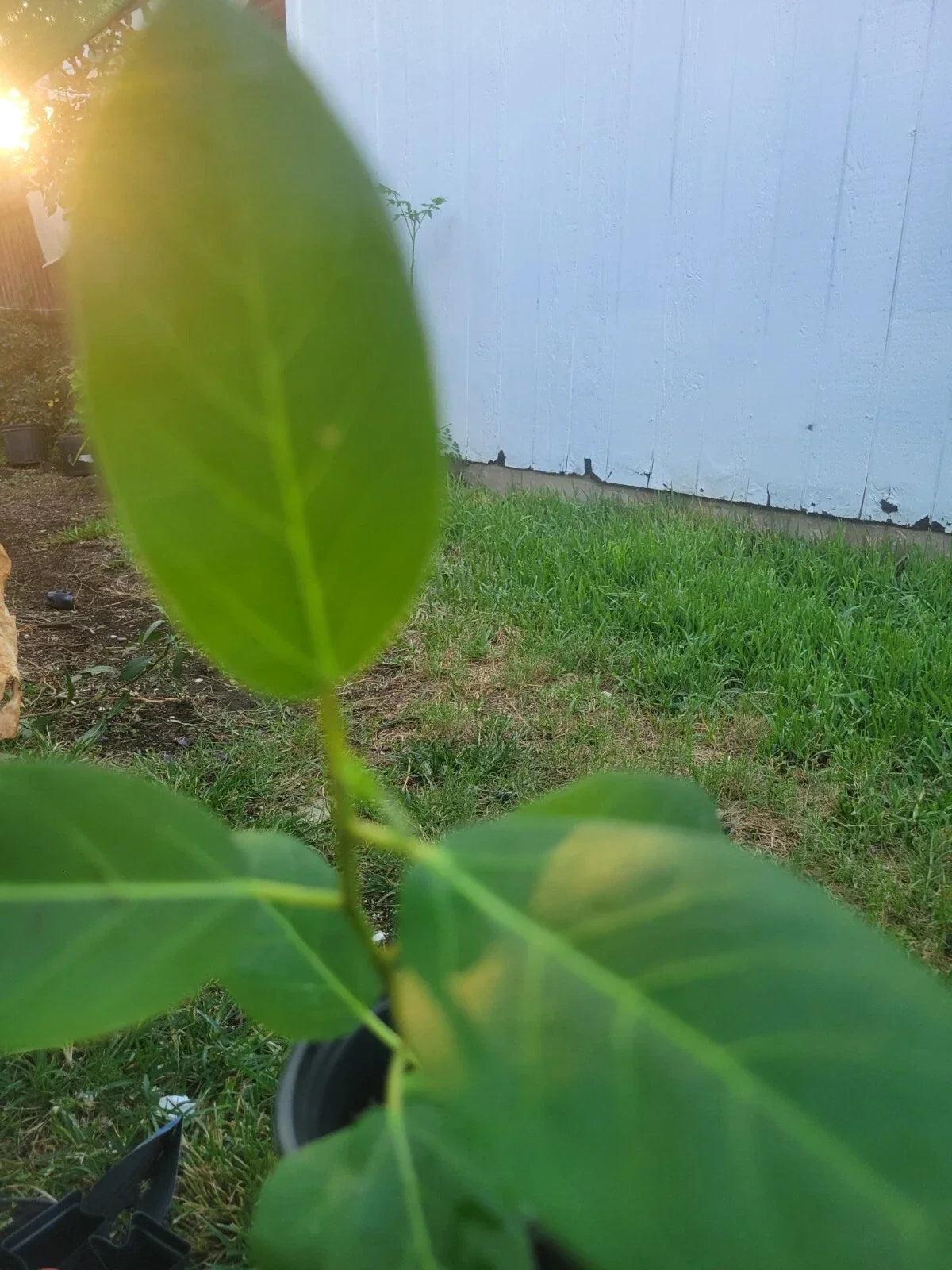 Ficus Audrey Live Plant Plug - Ficus benghalensis - Indoor Foliage Plant for Home & Garden