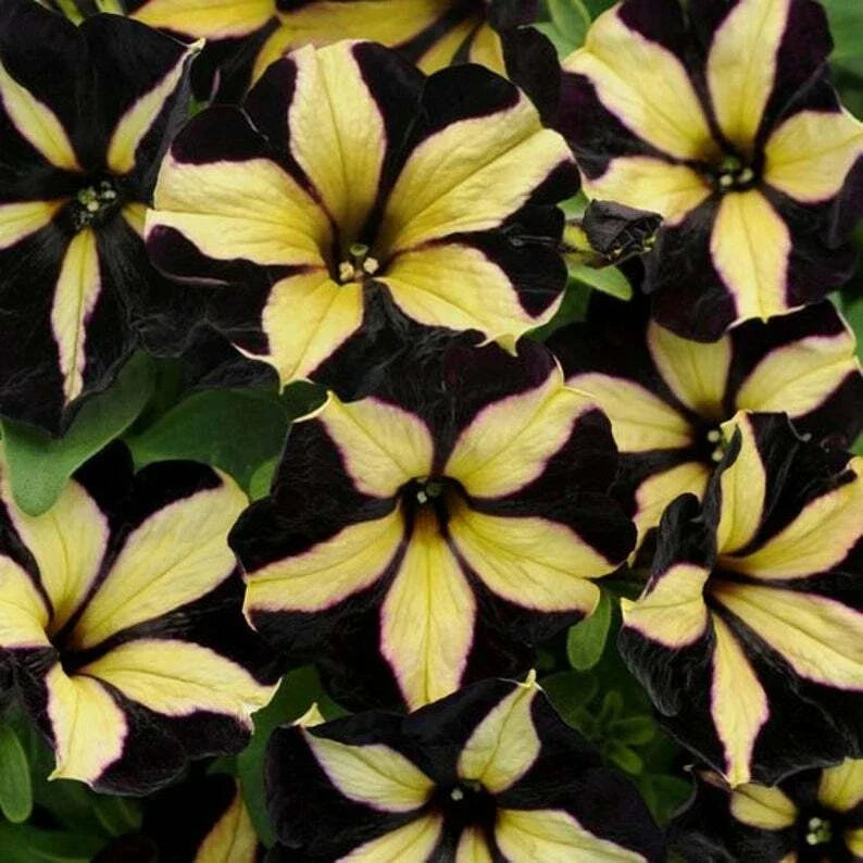 Petunia Seeds - 50 Black Yellow Flower Seeds for Containers, Hanging Baskets, Window Boxes - Petunia x hybrida