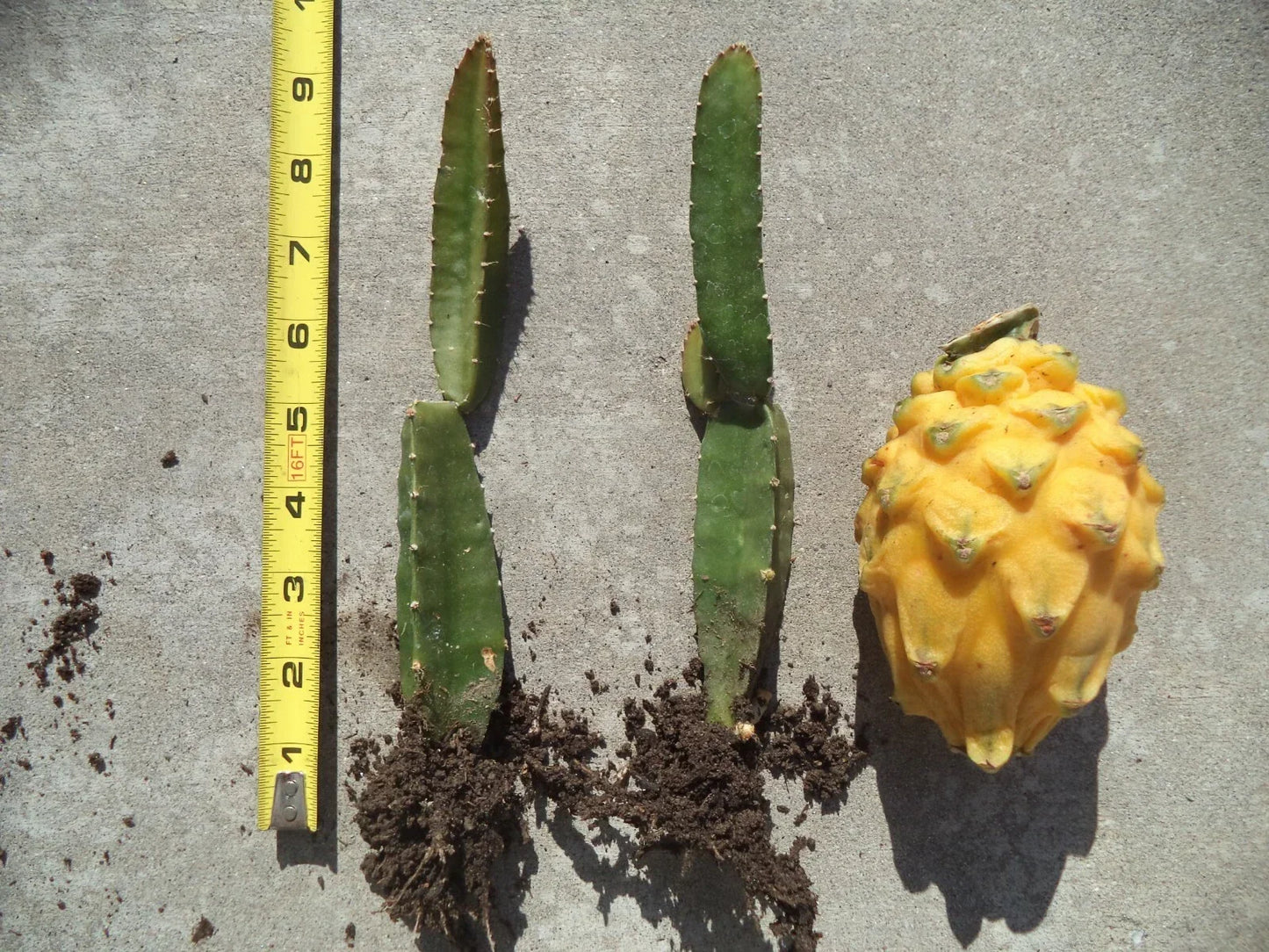 Palora Yellow Dragon Fruit Plant - Rooted & Sprouted 8-10" Hylocereus megalanthus Self-Pollinating Cactus