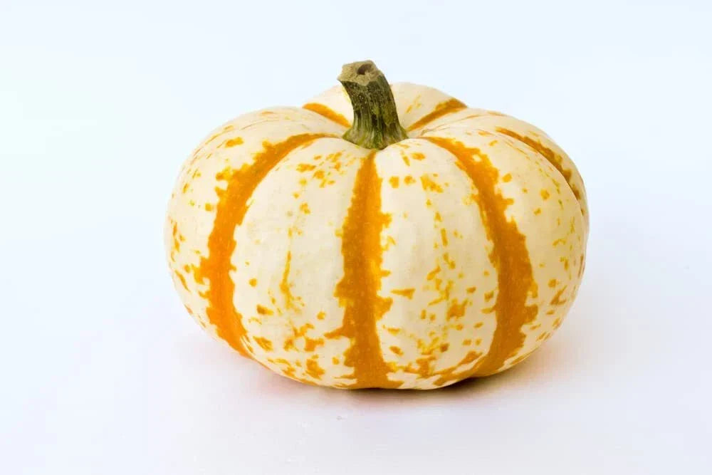 Dwarf Tiger Striped Pumpkin Seeds - 10 Count - Cucurbita pepo Fall Decor