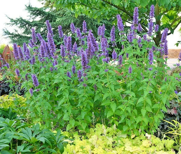 Purple Giant Hyssop Seeds - 100+ Drought Tolerant Native Wildflower for Pollinators