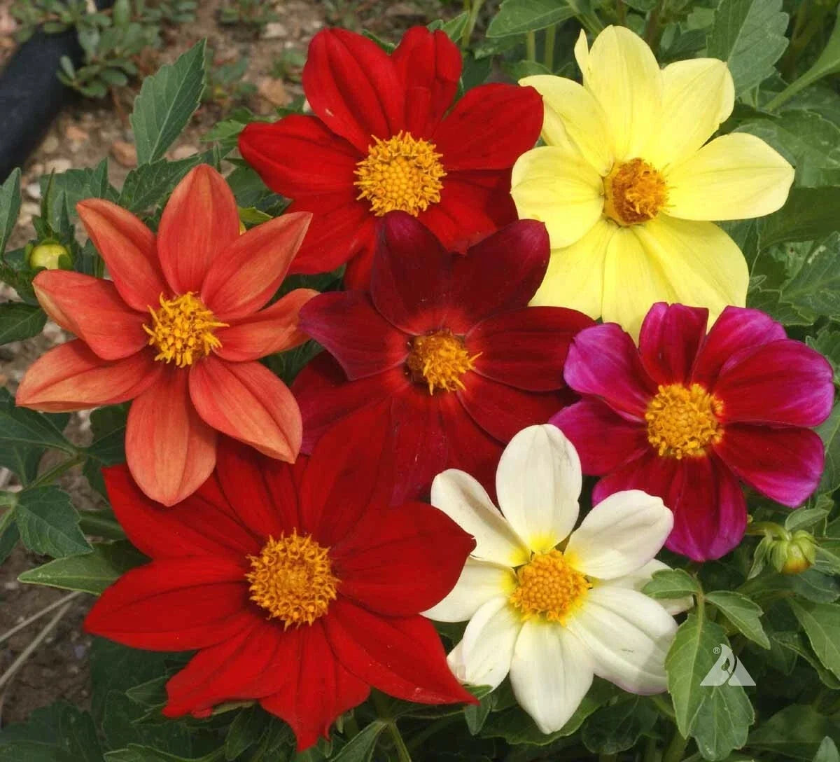 Dahlia Seeds Mixed Colors Dwarf Annual for Garden, Cut Flowers, Pollinator Attracting, Dahlia pinnata, 200 Non-GMO Seeds