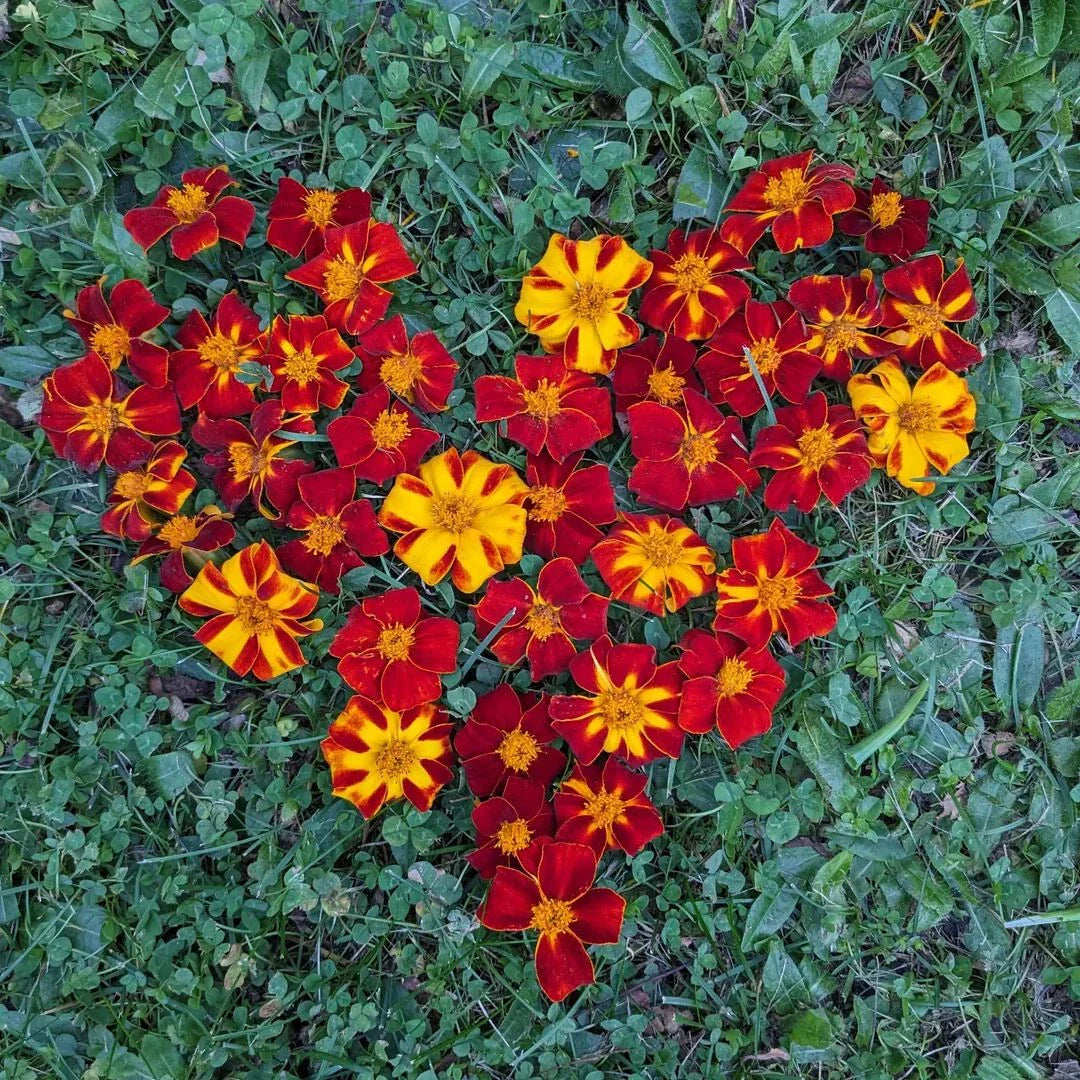 Ildkongen Marigold Seeds - 25+ Pack - Tagetes erecta - Bright Yellow Blooms