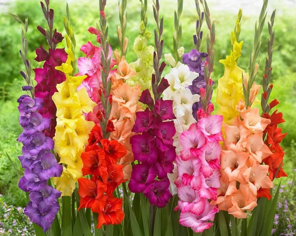 Gladiolus Bulbs 15 Mixed Colors - Easy to Grow Perennial Garden Gladiolus hortulanus