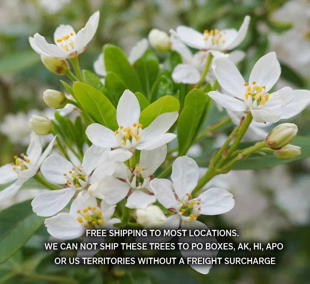Choisya Ternata Live Plant - Mexican Orange Blossom - Fragrant Evergreen Shrub - 1 Gallon Pot