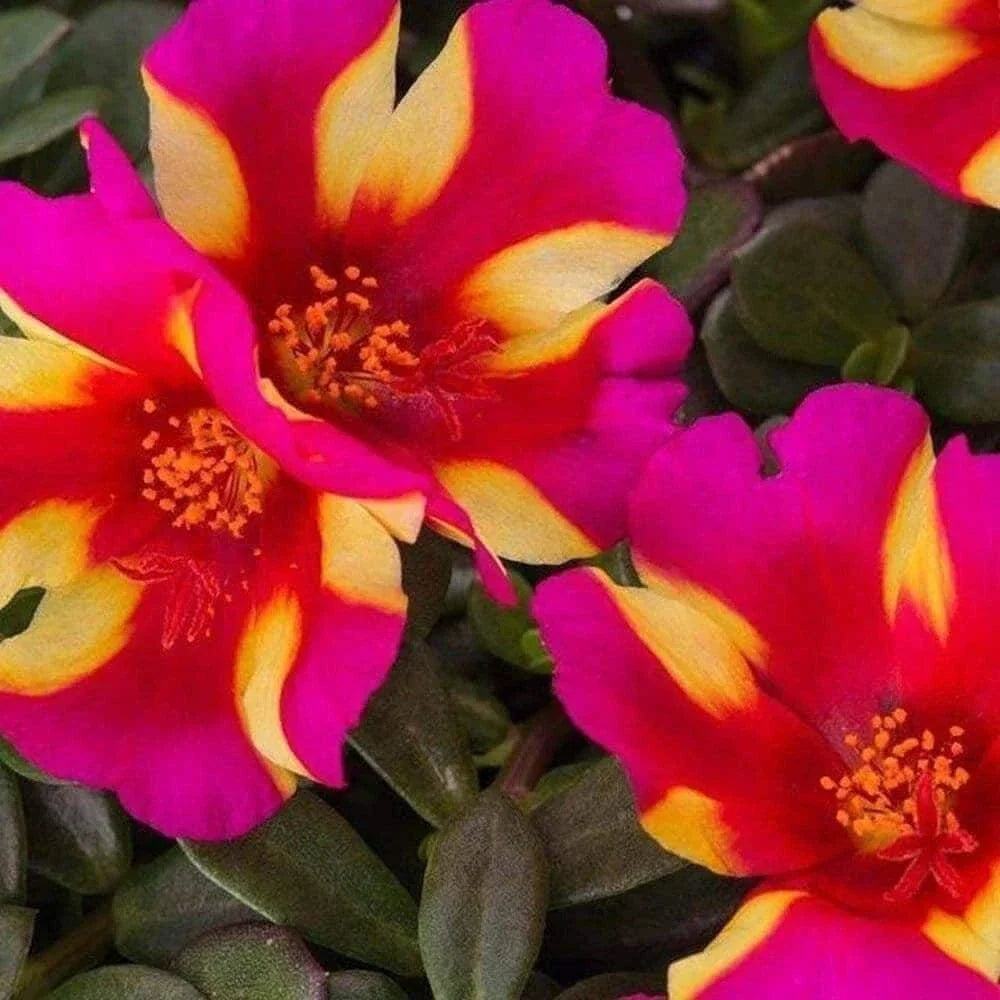 Watermelon Punch Portulaca Seeds - Succulent Ground Cover Plant - Edible Purslane - Drought-Tolerant Annual - US Seller