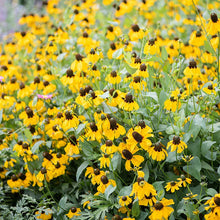 CLASPING Coneflower Seeds - 500 Non-GMO Pollinator-Friendly Wildflower Seeds - Echinacea angustifolia
