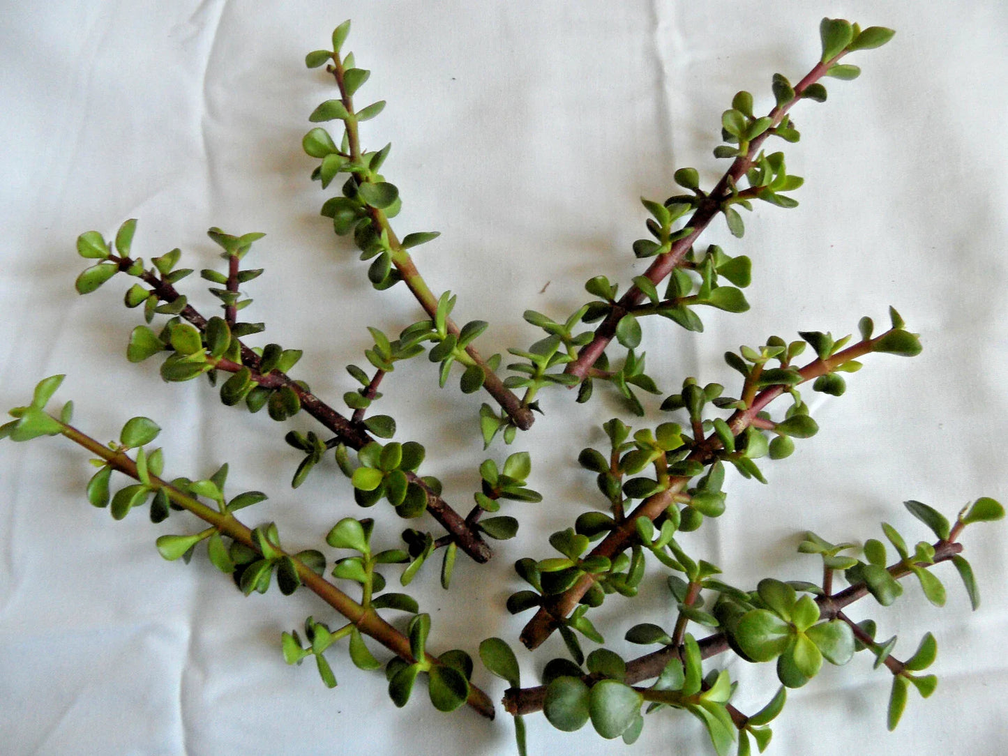 Spekboom Cuttings 6" Portulacaria afra Red Stems Succulent Plant Propagation Bundle