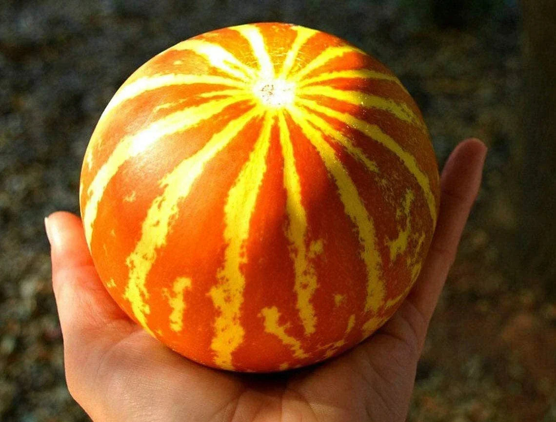 Queen Anne's Pocket Melon Seeds - 10 Pack Heirloom Cucumis melo