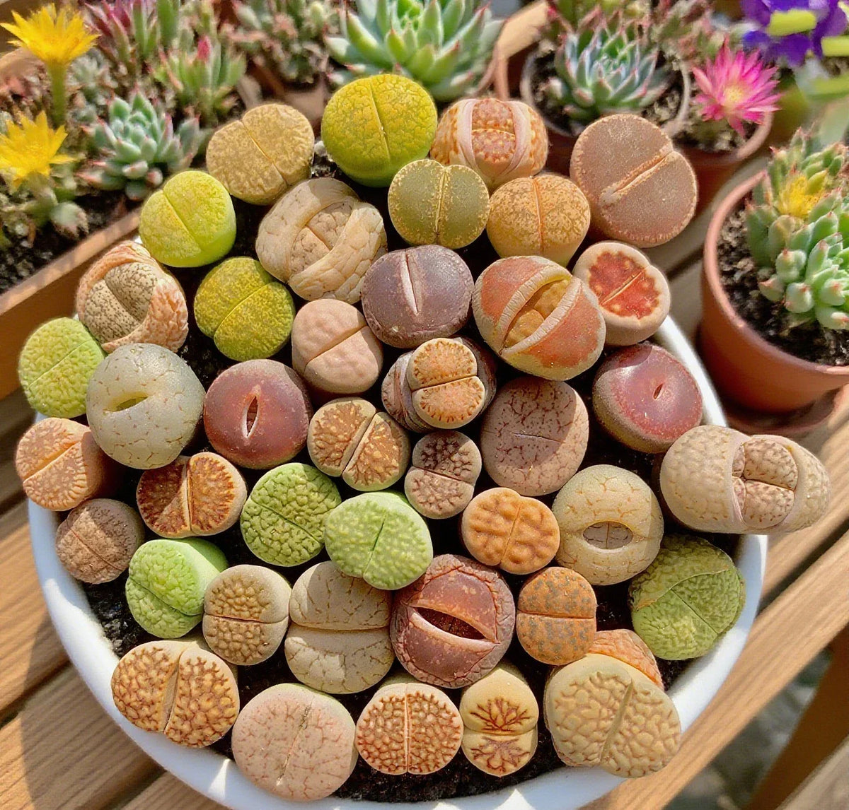 Large Lithops Succulent Mix - Rare Living Stones Plants, 10pcs Bare Root, Easy Care, Unique Camouflage, Lithops spp.
