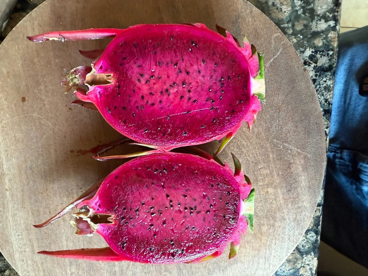Australian Dragon Fruit Cutting 8-10" Red Flesh Hylocereus costaricensis, Climbing Cactus for Garden or Container Planting