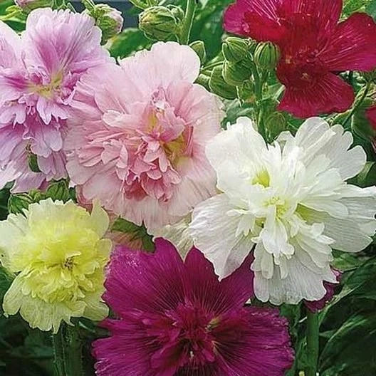 Hollyhock Seeds - Summer Carnival Mixed Colors - Biennial Flower Seeds - Alcea rosea - 50 Pack for Garden Borders & Pollinator Attracting