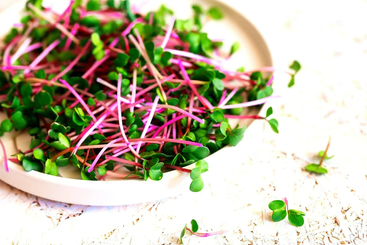 Radish Sprouts Seeds - 250 Seeds - Fast Growing Microgreens Raphanus sativus
