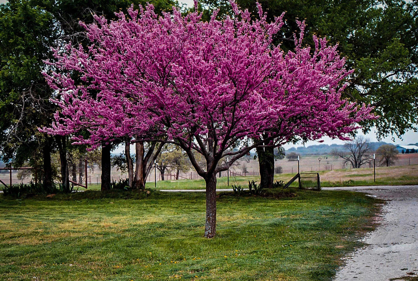 Redbud Tree Set of 4 Bare Root 6-12 Inches Cercis canadensis Live Plants for Gardening, Landscaping, and Ornamental Use