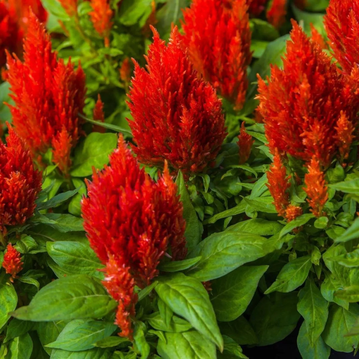 Scarlet Plume Celosia Flower Seeds - Non-GMO, 500+ Seeds, Vibrant Red Annual, Celosia argentea