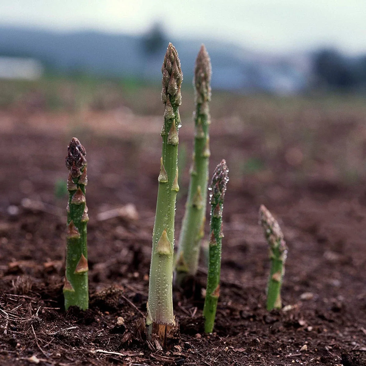Asparagus Seeds UC 157 F2 Hybrid Non-GMO Vegetable Seeds for Home Garden, High Yield, Full Sun, Well-Drained Soil