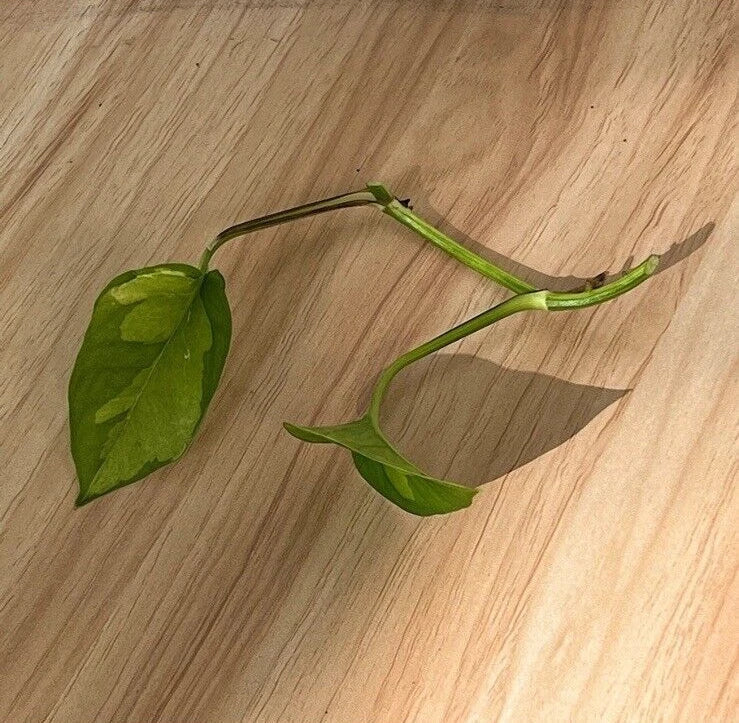 Global Green Pothos Cutting - 2 Leaf, 2 Node, Unrooted Epipremnum aureum Vining Plant for Indoor Gardening